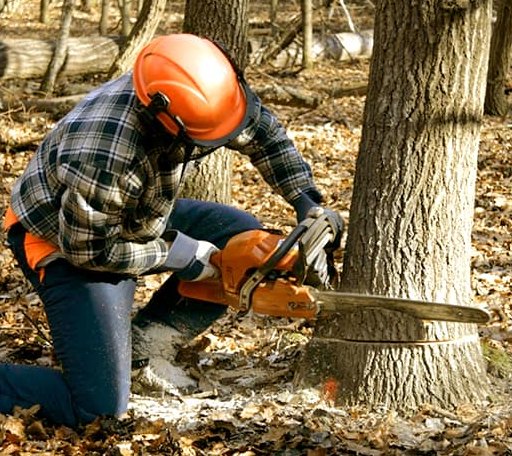 Tree Removal in Huntingtown, MD